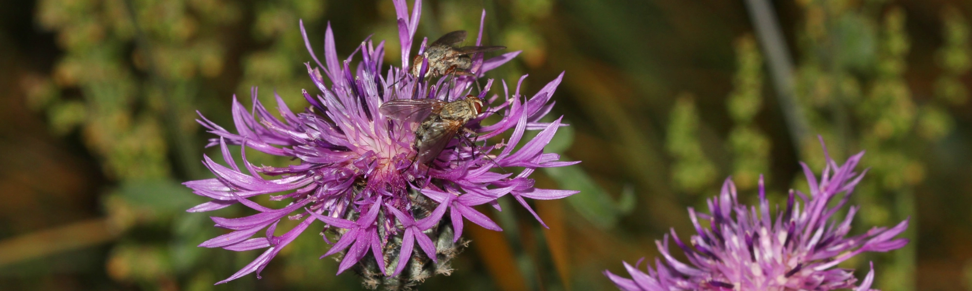 Centaurea scabiosa