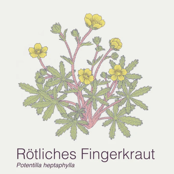 Rötliches Fingerkraut-Potentilla heptaphylla
